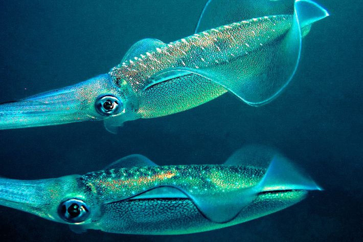 Squid Speak An Alphabet With Their Skin Science Of Us