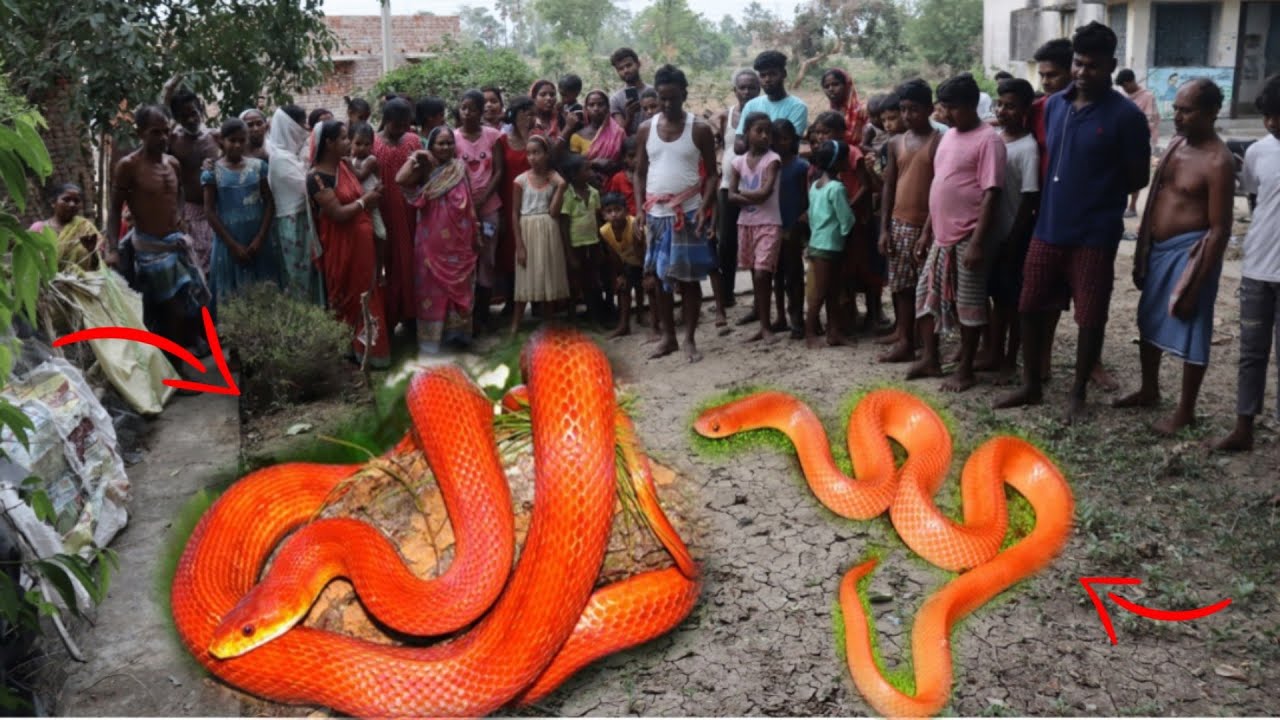 Triplets Amp 39 Miraculous Pregnancy Unveiling The Astonishing Growth Triplets Amp 39 Miraculous Pregnancy Unveiling The Astonishing Growth